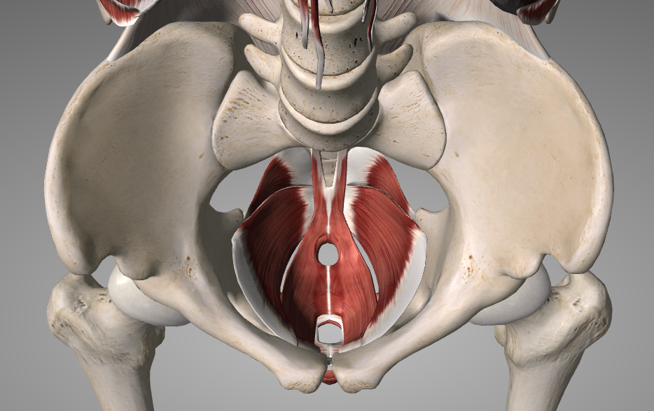 THE ROLE & IMPORTANCE OF THE PELVIC FLOOR - The Injury Clinic